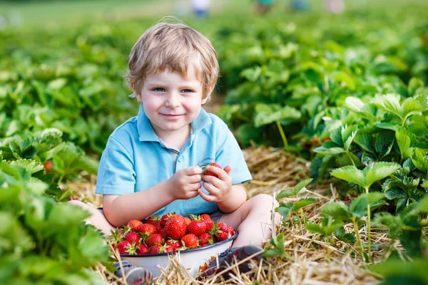 Boldog baba kisfiú a csákány egy berry farm szedés strawberri — Stock Fotó