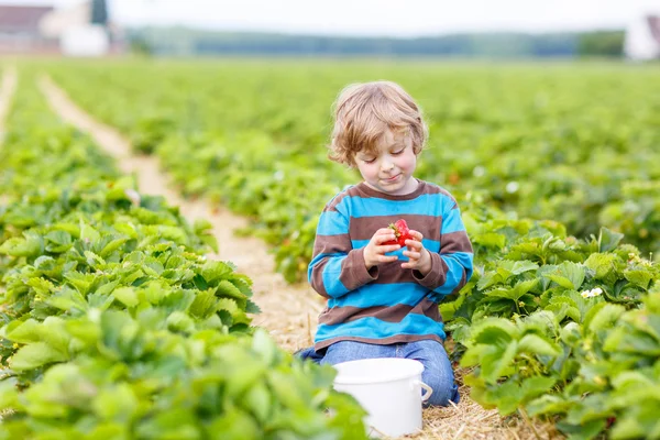 Funny little kid picking and eating strawberries on berry farm — Stock Photo, Image