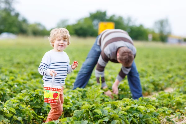 Father and little son on organic strawberry farm — Stock fotografie