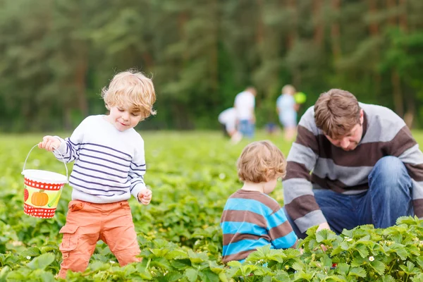 Pappa och två små pojkar på ekologiska jordgubbar gård — Stockfoto