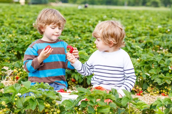 Due piccoli amici si divertono nella fattoria delle fragole in estate — Foto Stock