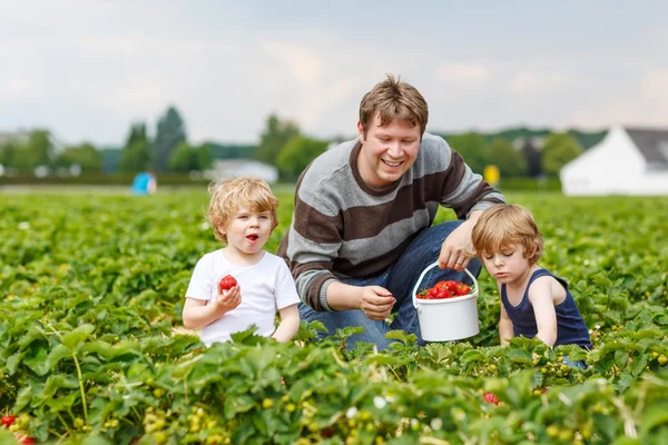 Vater und zwei kleine Jungen auf Bio-Erdbeerfarm — Stockfoto