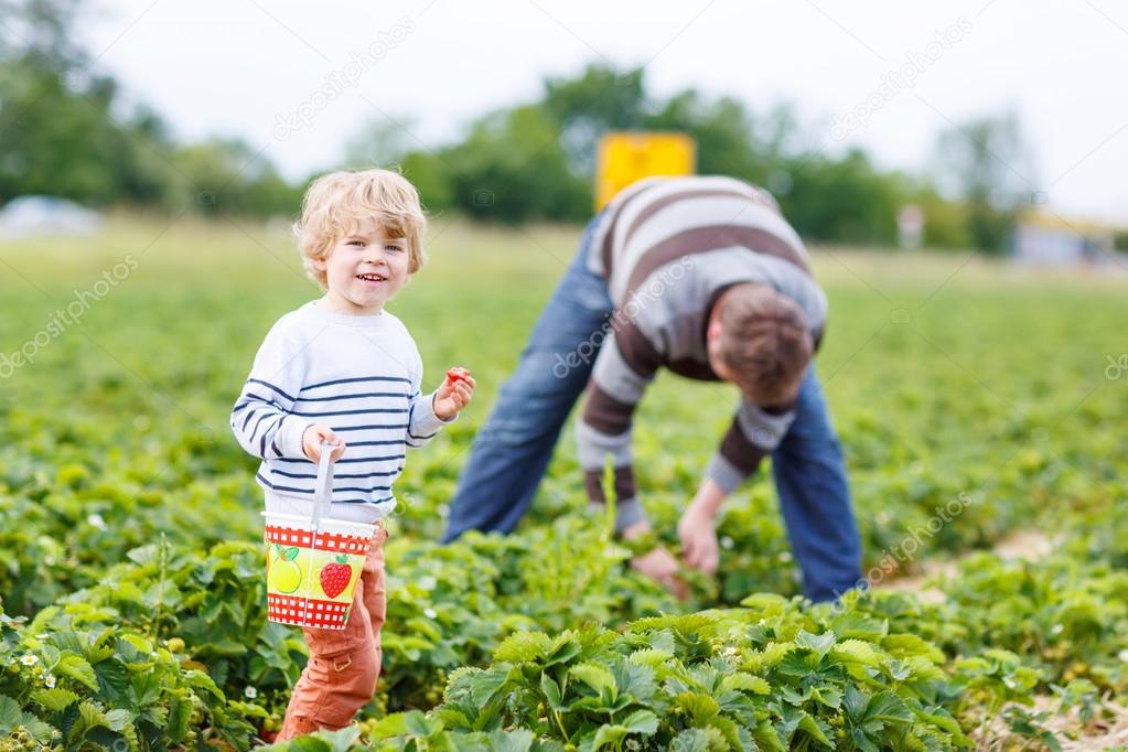 father and little son on organic strawberry farm