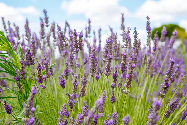 Lavender fields near Valensole in Provence, France. — Stock Photo, Image