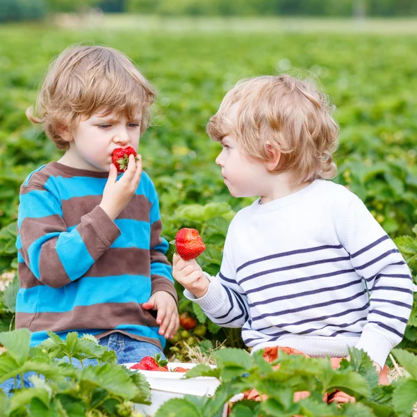 Deux petits amis s'amusent à la fraisière en été — Photo