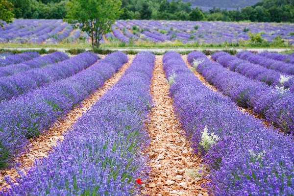 Campos de lavanda perto de Valensole em Provence, França . — Fotografia de Stock