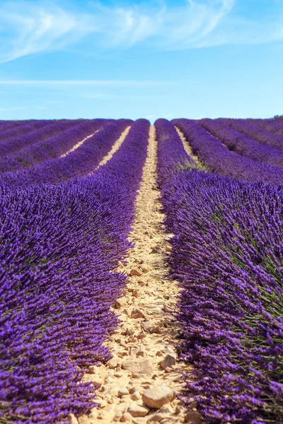 Pola lawendy w pobliżu valensole w provence, Francja. — Zdjęcie stockowe