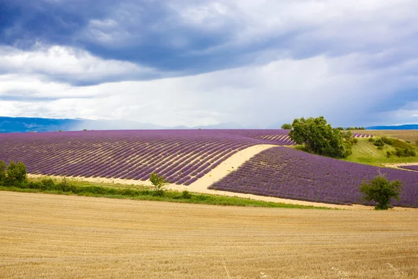 Lavendelfelder in der Nähe von Valensole in der Provence, Frankreich. — Stockfoto