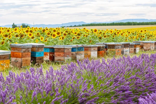 Пчелиные ульи на лавандовых полях, рядом с Валенсолью, Прованс . — стоковое фото