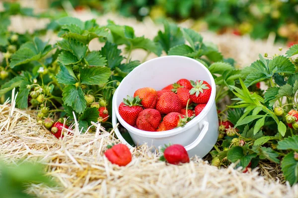 Seau aux fraises fraîches et mûres debout à la ferme — Photo