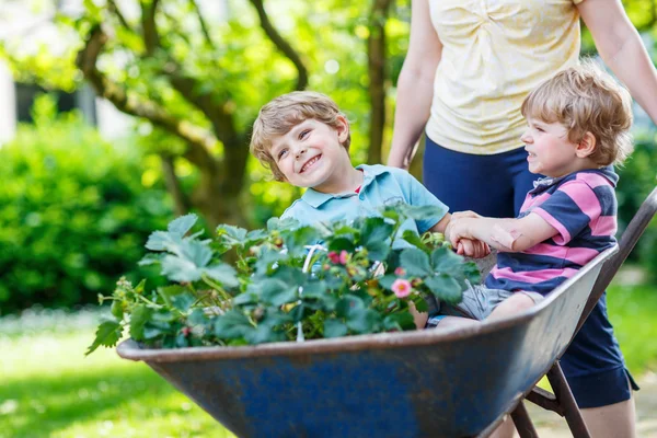 Two little boys having fun in a wheelbarrow pushing by mother — Stock Photo, Image