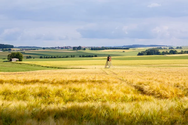Grain jaune prêt à être récolté dans un champ agricole, — Photo