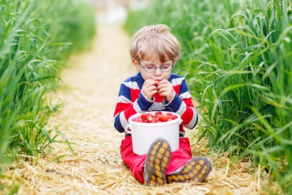 Cute little boy in glasses picking and eating strawberries on be — Stock Photo, Image