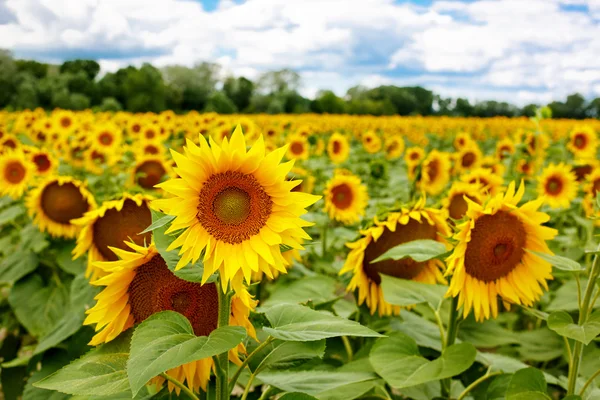 Zonnebloem veld, provence in Zuid-Frankrijk. — Stockfoto