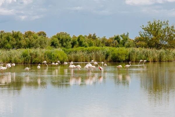 Dzikie ptaki flamingo w jeziorze w Francji, Camargue, Prowansja — Zdjęcie stockowe