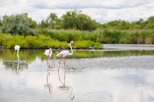 Aves del flamenco silvestres en el lago en Francia, Camargue, Provenza —  Fotos de Stock