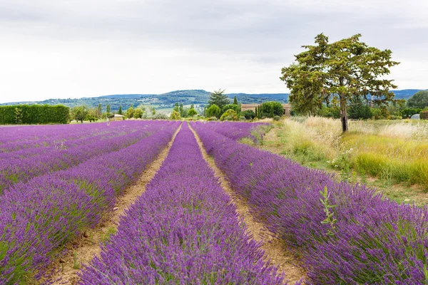 在普罗旺斯，法国的 valensole 附近的薰衣草田. — 图库照片