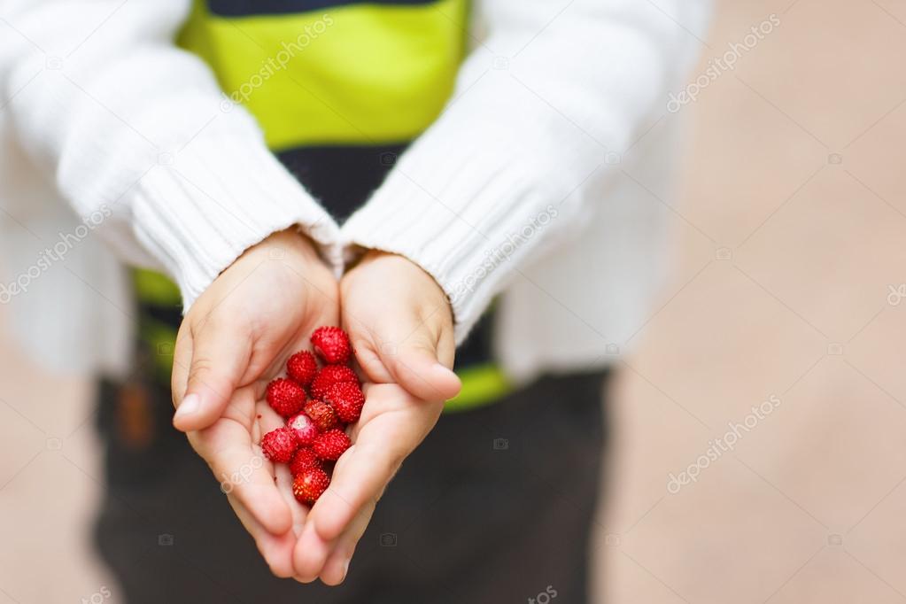 Hands of a child holding ripe wild strawberries from the forest