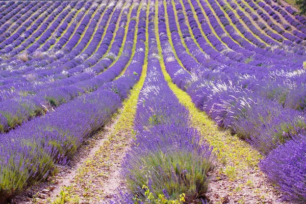 Campos de lavanda perto de Valensole em Provence, França . — Fotografia de Stock