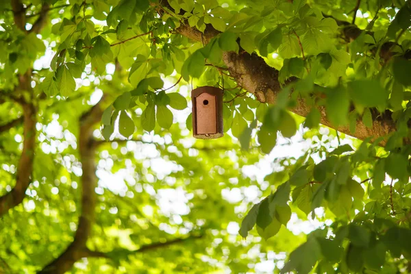 Maison d'oiseaux sur un arbre en été, entre feuillage vert — Photo