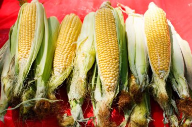 Provence Akdeniz çiftçi pazarından organik taze Mısır