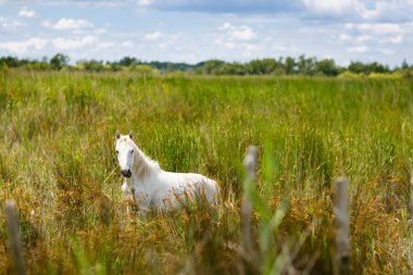 vahşi beyaz at Camargue, Fransa, 