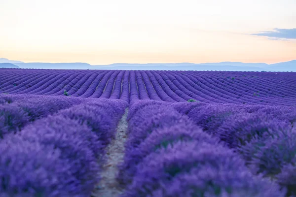 薰衣草田附近 Valensole 在普罗旺斯，法国在日落 — 图库照片