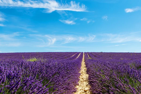 Bloeiende lavendel velden in de buurt van Valensole in Provence, Frankrijk. Stockfoto