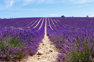 Lavanta alanları Valensole Provence, Fransa yakınındaki çiçek açan.