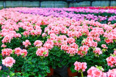 sera Sardunya ile çiçeklenme çiçekler