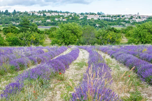 Lavendelfält nära valensole i provence, Frankrike. — Stockfoto