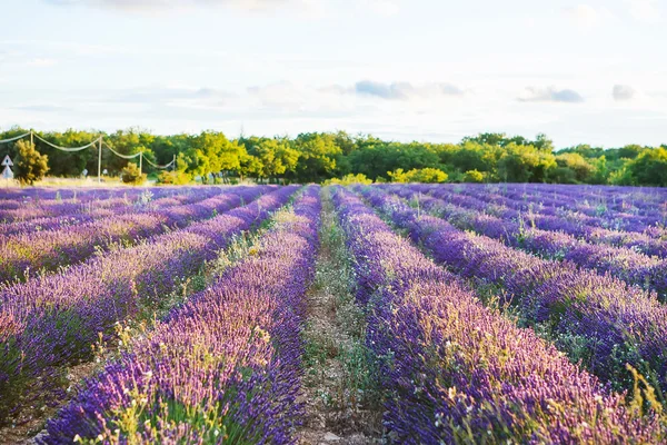 Лаванда поля поблизу Валансоль в Провансі, Франція. — стокове фото