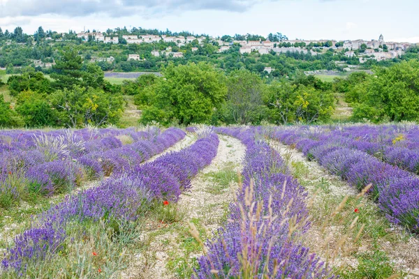 Lavanta alanları yakınında valensole Provence, Fransa.