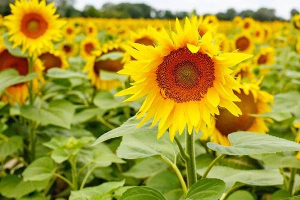 Sunflower field, Provence in southern France. — Stock Photo, Image