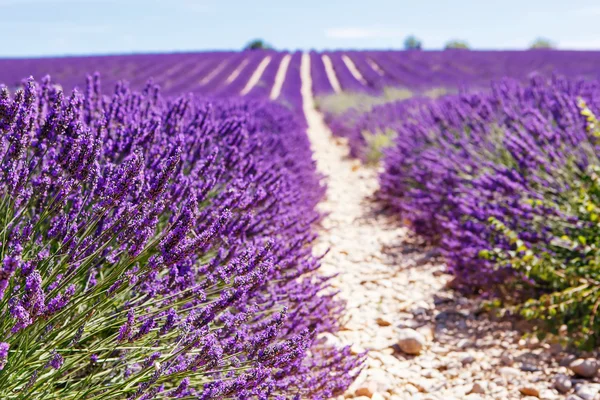 Virágzó levendula mezők közelében Valensole, Provence, Franciaország. — Stock Fotó