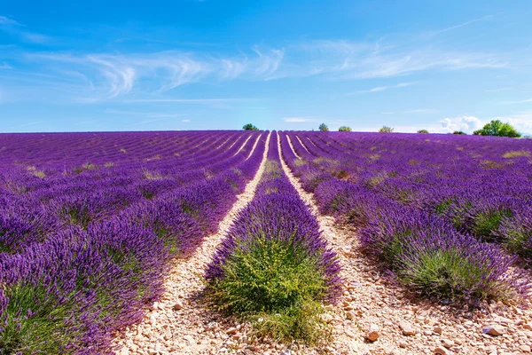 Kwitnący lawenda pól w pobliżu Valensole w Provence, Francja. — Zdjęcie stockowe