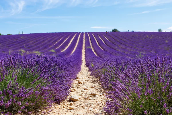 Virágzó levendula mezők közelében Valensole, Provence, Franciaország. — Stock Fotó