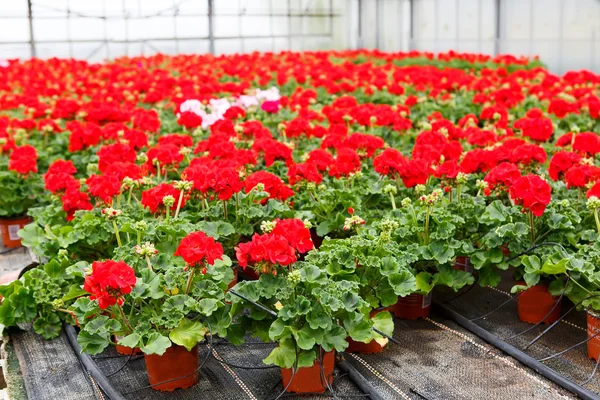 Växthus med blommande pelargon blommor — Stockfoto