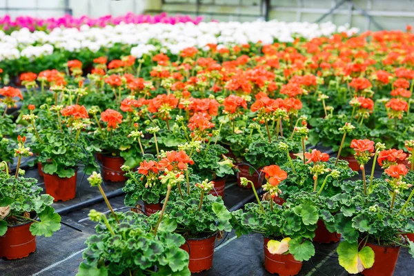 Växthus med blommande pelargon blommor — Stockfoto