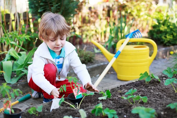 Entzückender blonder Junge pflanzt Samen und Sämlinge von Tomaten — Stockfoto