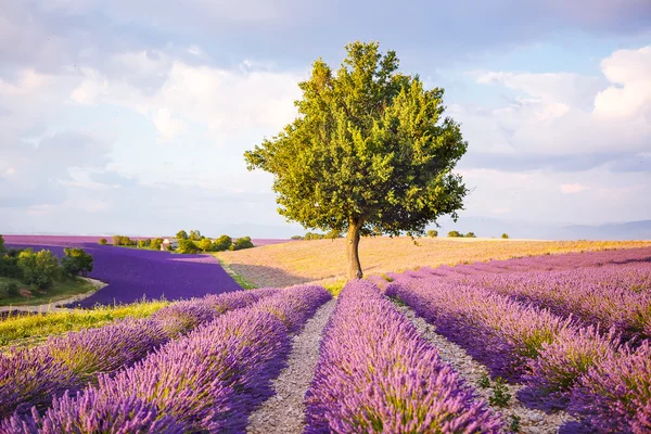 Valensole Provence, Fransa Sunset'teki yakınındaki lavanta alanlar