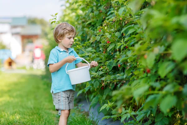 Blond kid boy having fun with picking berries on raspberry farm — Stock Photo, Image