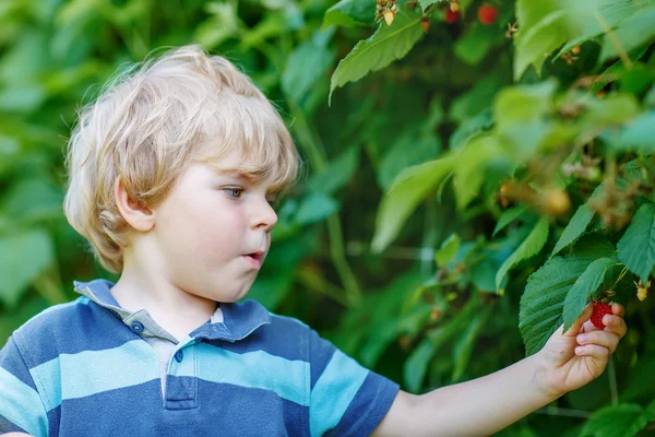 Blond kid boy having fun with picking berries on raspberry farm — Stock Photo, Image