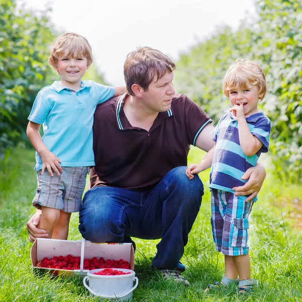 Отец и два маленьких мальчика на органической малиновой ферме — стоковое фото