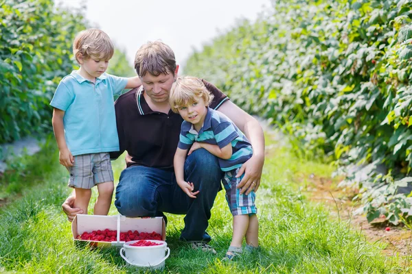 Deux petits jumeaux gamins garçons et leur père sur la framboise biologique loin — Photo