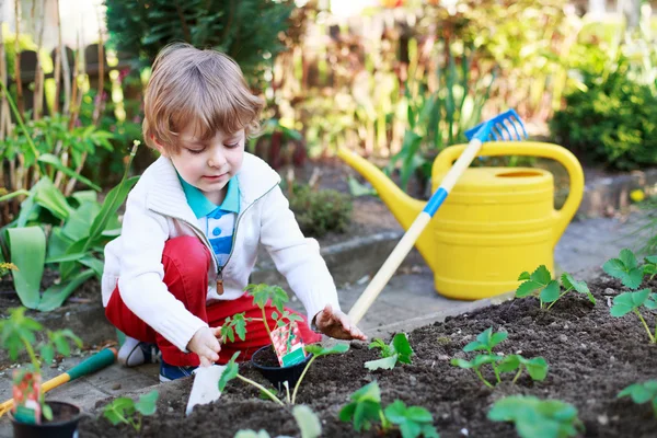 Adorable blond boy planting seeds and seedlings of tomatoes — Stock Photo, Image
