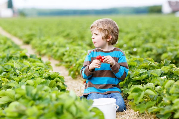 Funny little kid picking and eating strawberries on berry farm — Stock Photo, Image