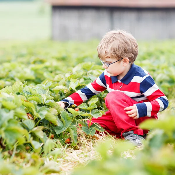 Маленький мальчик собирает и ест клубнику на ферме — стоковое фото