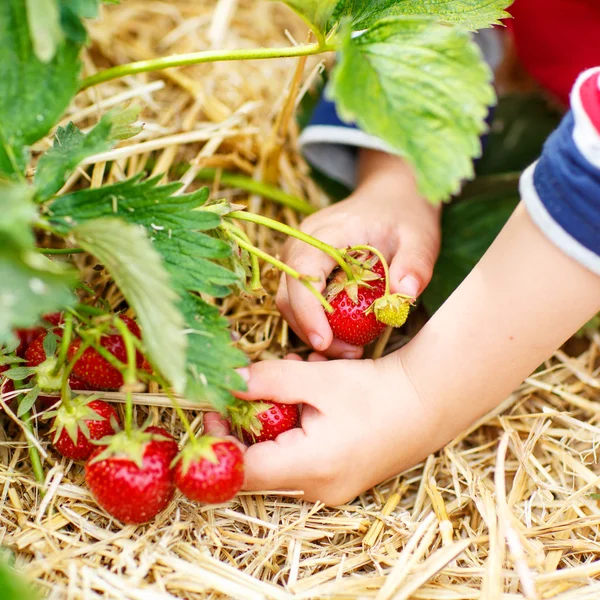 Hands of little child picking strawberries — Stock Photo, Image