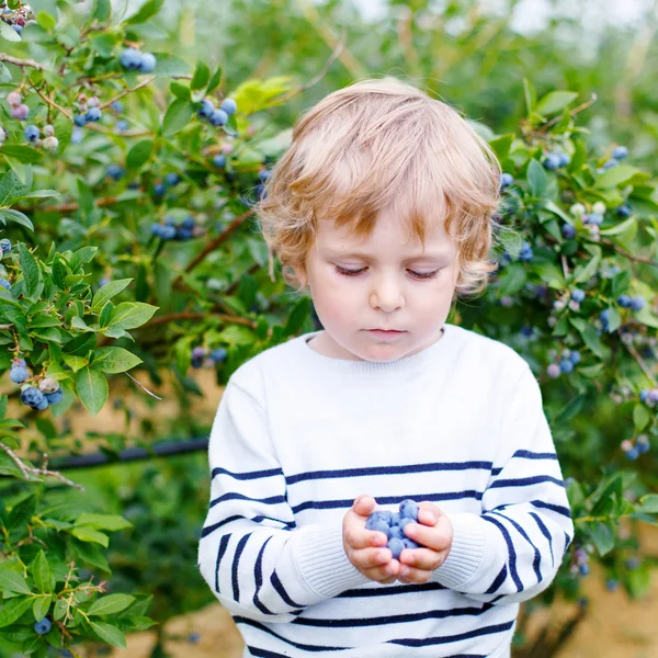 Little boy picking blueberry on organic self pick farm — Stock Photo, Image